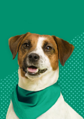 Chloé - and Jack Russel terrier med grønt tørklæde