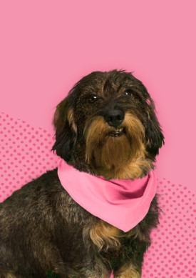 Messi - en gravhund med lyserødt tørklæde