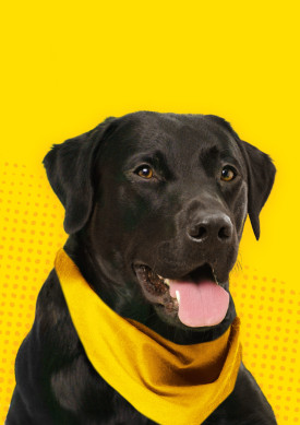 Hunden Power - en sort labrador med gult halstørklæde